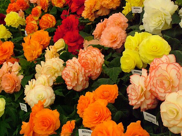 Begonia - begónie (TIP ZC CS)