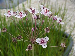 Vodní zahrada: šmel okoličnatý (TIP ZC CS)