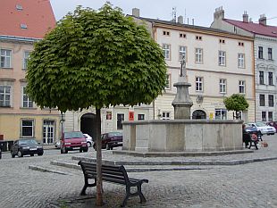 Výběr stromů: javor mléč Globosum