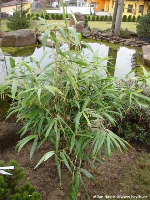 Pseudosasa japonica - bambus