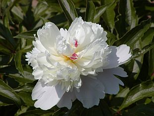 Paeonia lactiflora - pivoňka bělokvětá