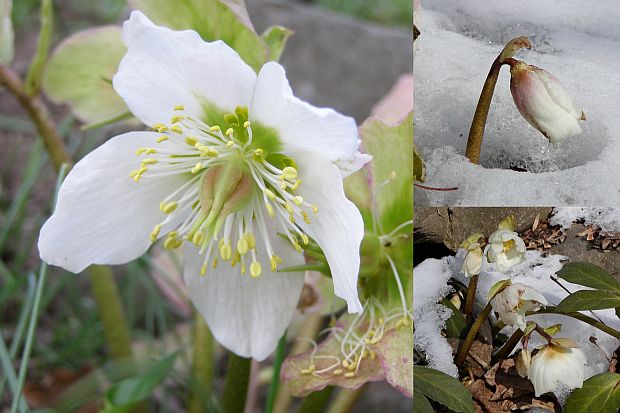 Helleborus niger - čemeřice černá