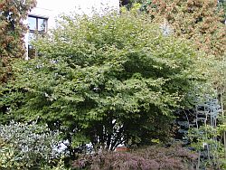 Acer palmatum - javor dlaňolistý