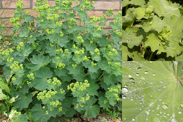 Kontryhel měkký - Alchemilla mollis