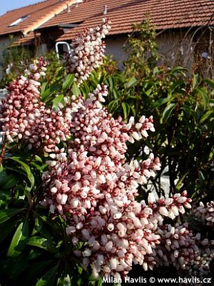 Pieris japonica 'Bonfire' - pieris japonský