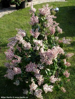 Pieris japonica 'Bonfire' - pieris japonský