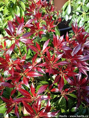 Pieris japonica 'Bonfire' - pieris japonský