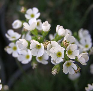 Androsacea carnea brigantica - pochybek