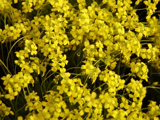 Draba bryoides - chudina mechovitá