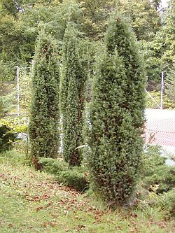 Juniperus communis