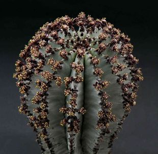 Euphorbia polygona - pryšec, euforbie (BRÁZDA)