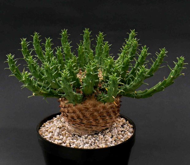 Euphorbia woodii - pryšec, euforbie (BRÁZDA)