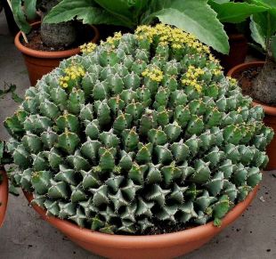 Euphorbia resinifera  - pryšec, euforbie (BRÁZDA)