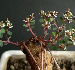 Euphorbia rivae - pryšec, euforbie (BRÁZDA)