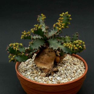 Euphorbia squarosa  - pryšec, euforbie (BRÁZDA)