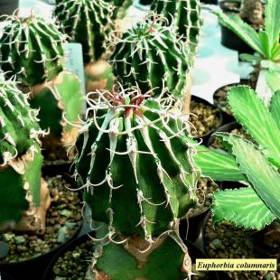 Euphorbia columnaris - pryšec, euforbie (BRÁZDA)
