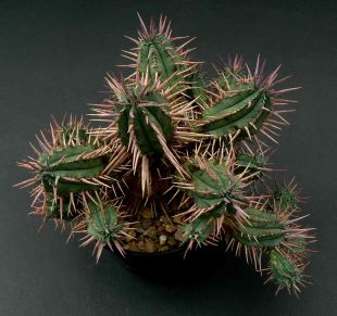 Euphorbia ferox - pryšec, euforbie (BRÁZDA)