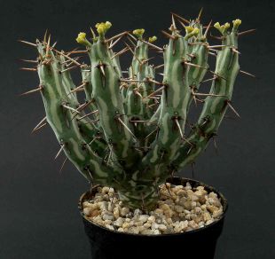 Euphorbia xylacantha  - pryšec, euforbie (BRÁZDA)