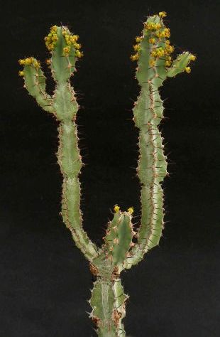 Euphorbia keithii - pryšec, euforbie (BRÁZDA)