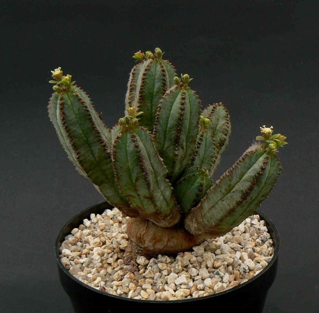 Euphorbia tubiglans - pryšec, euforbie (BRÁZDA)