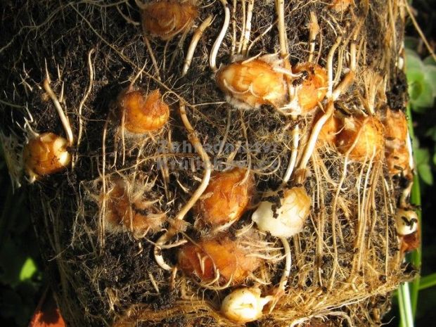 Cyperus esculentus - šáchor jedlý