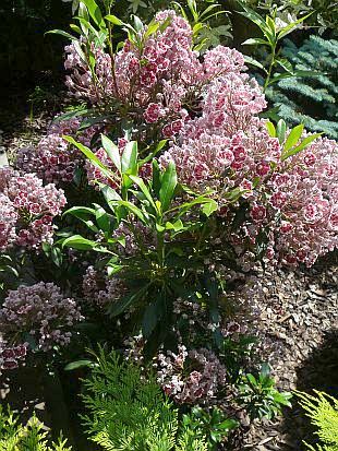 Kalmia latifolia - mamota širokolistá