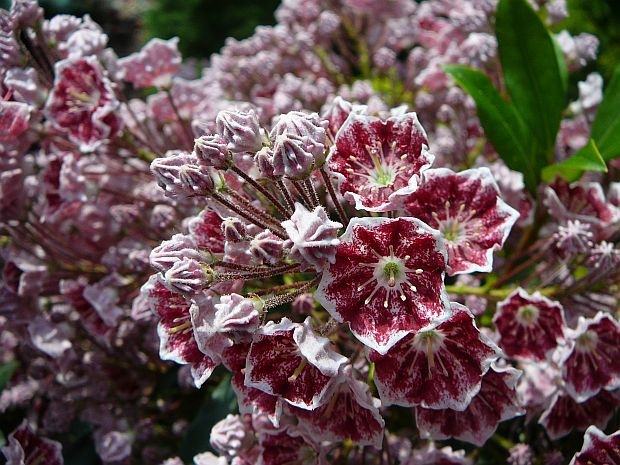 Kalmia latifolia - mamota širokolistá