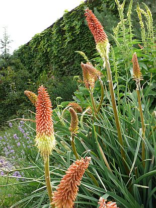 Kniphofia uvaria - mnohokvět hroznatý