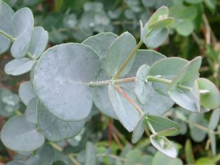Eucalyptus gunnii 'Silbertropfen' - eukalypt, blahovičník