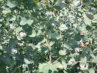 Eucalyptus gunnii 'Silbertropfen' - eukalypt, blahovičník