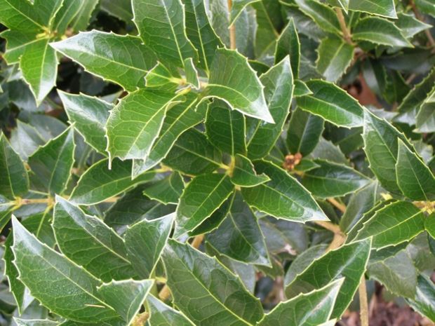 Osmanthus aquifolium - sweet olive, tea olive