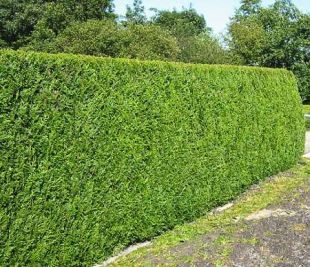 Thuja plicata 'Excelsa' - zerav řasnatý