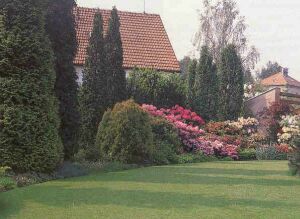 Jehličnany v zahradě