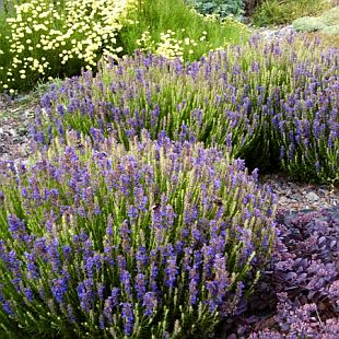 Hyssopus officinalis var. aristatus - yzop nízký