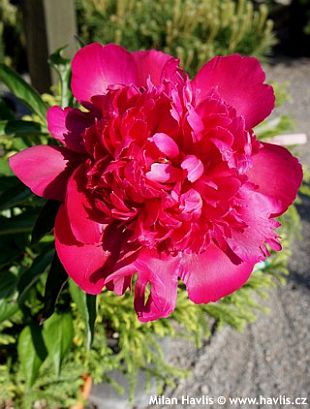 Paeonia officinalis 'Rubra plena' - pivoňka lékařská