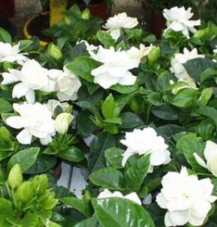 Gardenia - gardénie