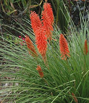 Kniphofia uvaria - mnohokvět hroznatý