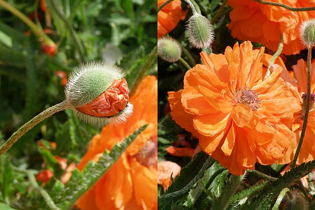 Papaver orientale - mák východní