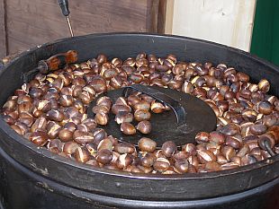 Castanea sativa - kaštanovník setý, pečené plody (TIP ZC CS)