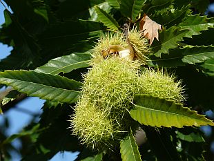 Castanea sativa - kaštanovník setý, pečené plody (TIP ZC CS)