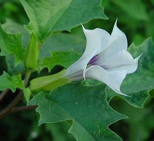 Datura stramonium - durman obecný