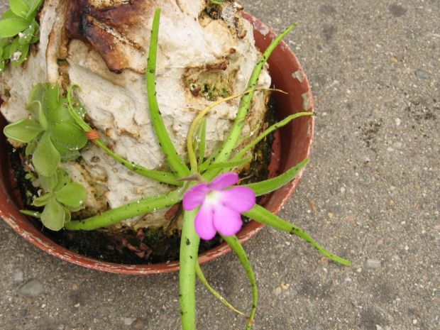 Pinguicula moctezumae - tučnice mexická