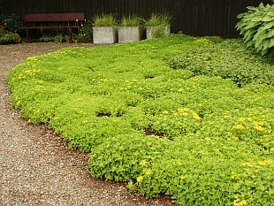 Pôdopokryvné rastliny: rozchodníky (TIP ZC CS)