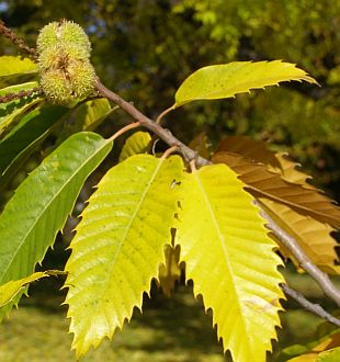 Řez dřevin: Castanea sativa - kaštanovník setý