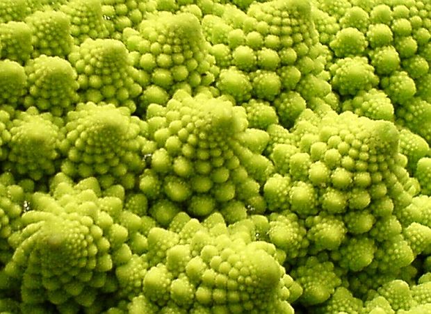 Brassica oleracea convar. sabauda - kapusta