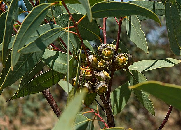 Eukalyptus - Eucalyptus