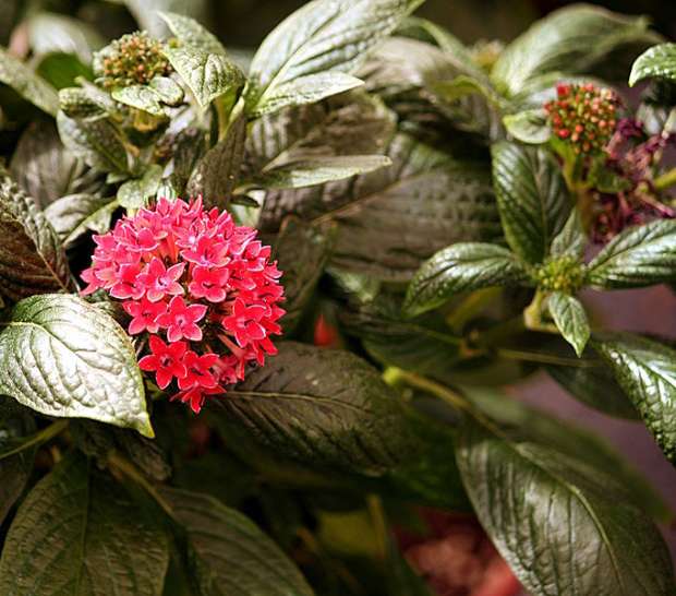 Pentas lanceolata - pentas