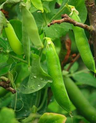 Luskoviny: Pissum sativum - hrách