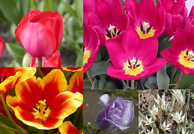 Tulipány - květy na celé jaro