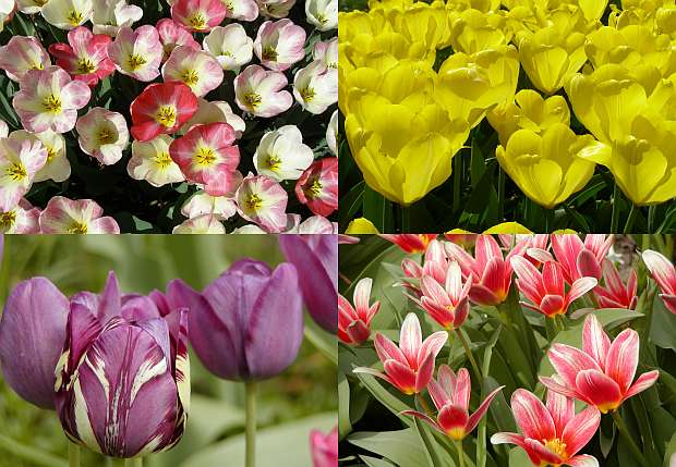 Tulipány - květy na celé jaro